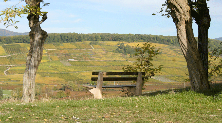 bollenberg_zusslin